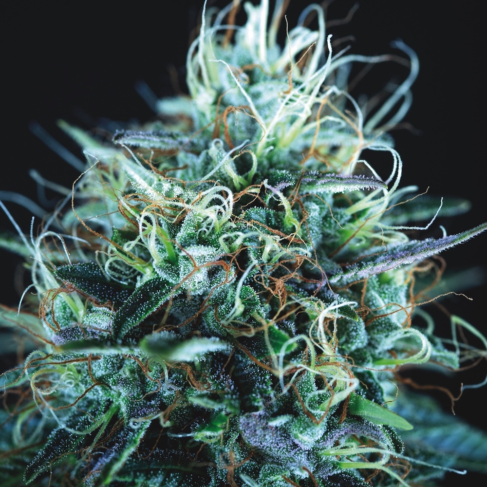 Purple Urkle x Blue Pyramid (Gold Line) — Pyramid Seeds packaging